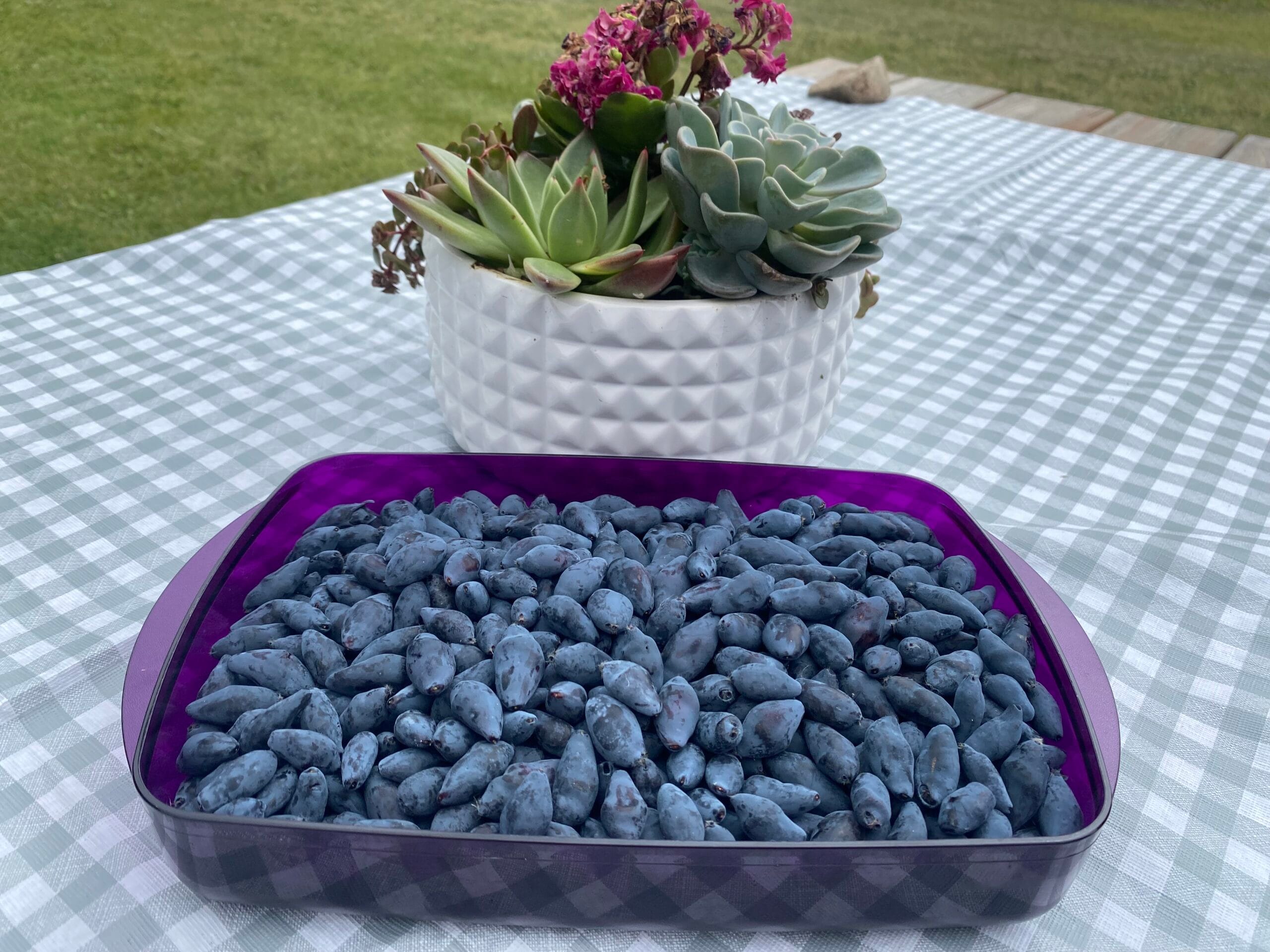 Haskap Berry
U Pick
Edmonton