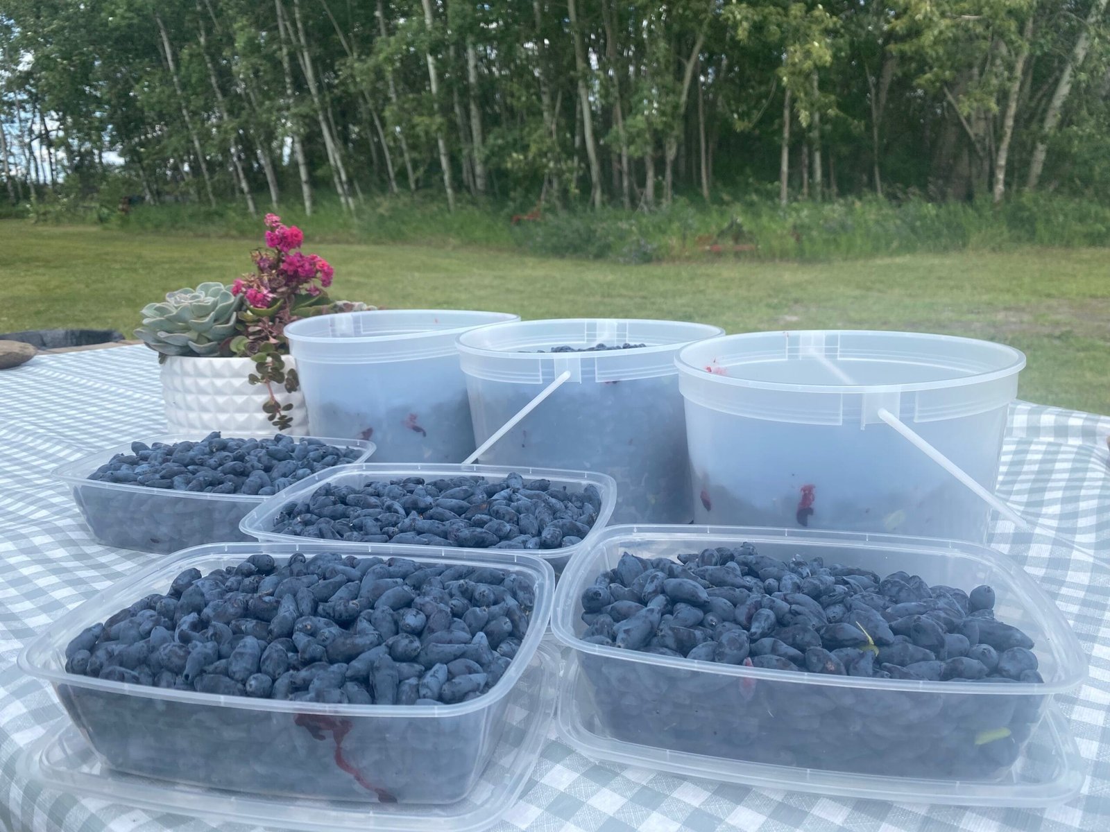 Haskap Berry
Haskap
Berry
Strawberry
Raspberry
U Pick
upick
Edmonton
1017 Orchards
Berries
Fruit
Spruce Grove
Devon
Upick
U-Pick
Fresh
Farm
Orchard
Superfruit
Honeyberry
Honey Suckle
Lonicera caerulea
Super Fruit
High in Antioxidants
Parkland County