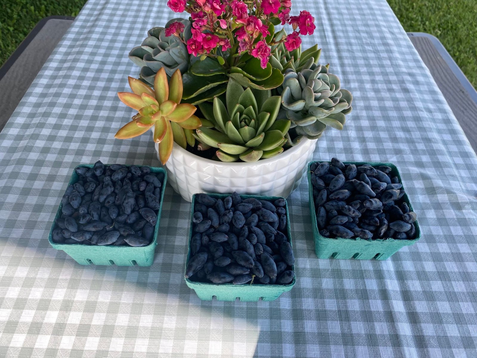Haskap Berry
Haskap
Berry
Strawberry
Raspberry
U Pick
upick
Edmonton
1017 Orchards
Berries
Fruit
Spruce Grove
Devon
Upick
U-Pick
Fresh
Farm
Orchard
Superfruit
Honeyberry
Honey Suckle
Lonicera caerulea
Super Fruit
High in Antioxidants
Parkland County
