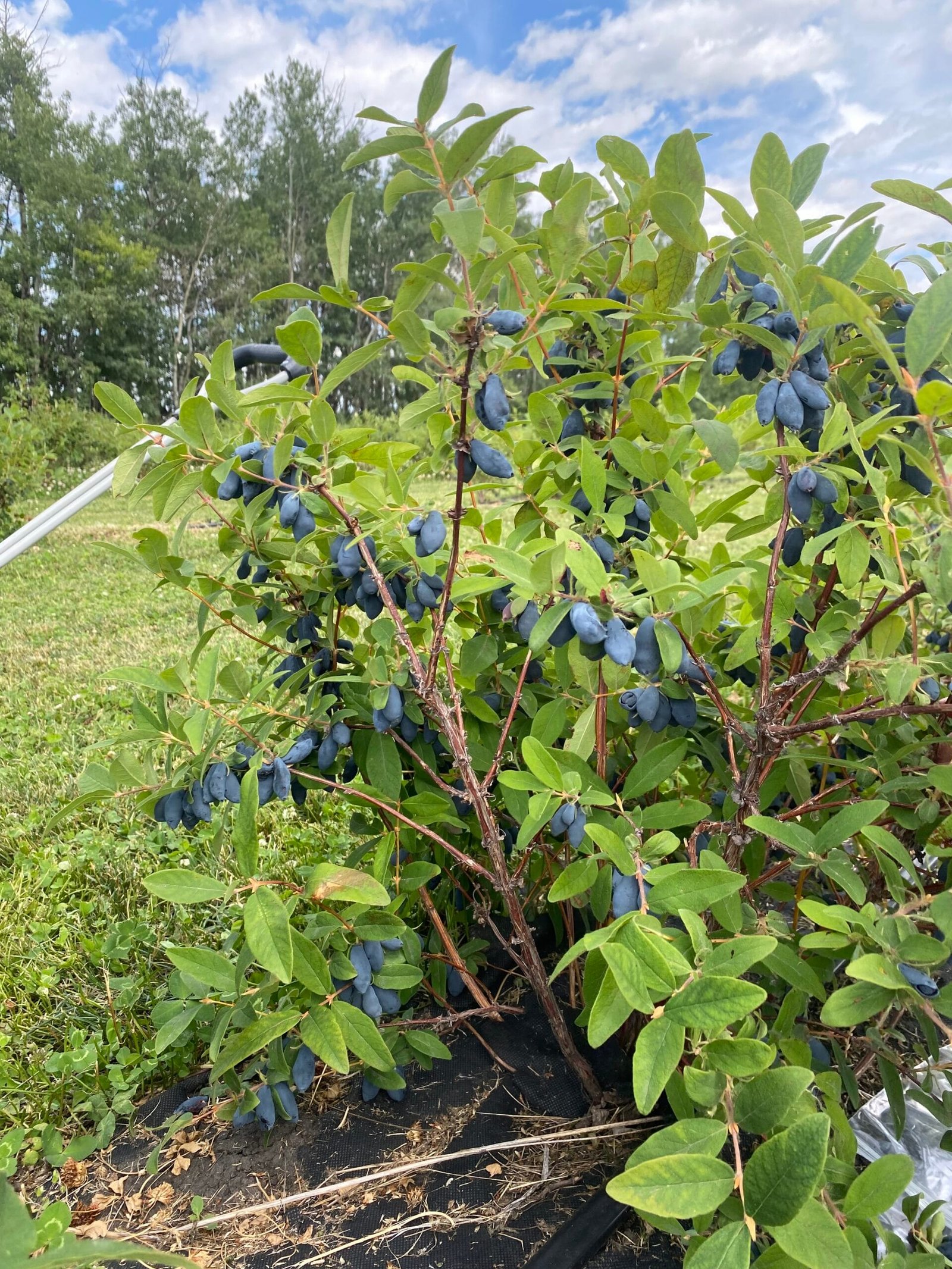 Haskap Berry
Haskap
Berry
Strawberry
Raspberry
U Pick
upick
Edmonton
1017 Orchards
Berries
Fruit
Spruce Grove
Devon
Upick
U-Pick
Fresh
Farm
Orchard
Superfruit
Honeyberry
Honey Suckle
Lonicera caerulea
Super Fruit
High in Antioxidants
Parkland County
