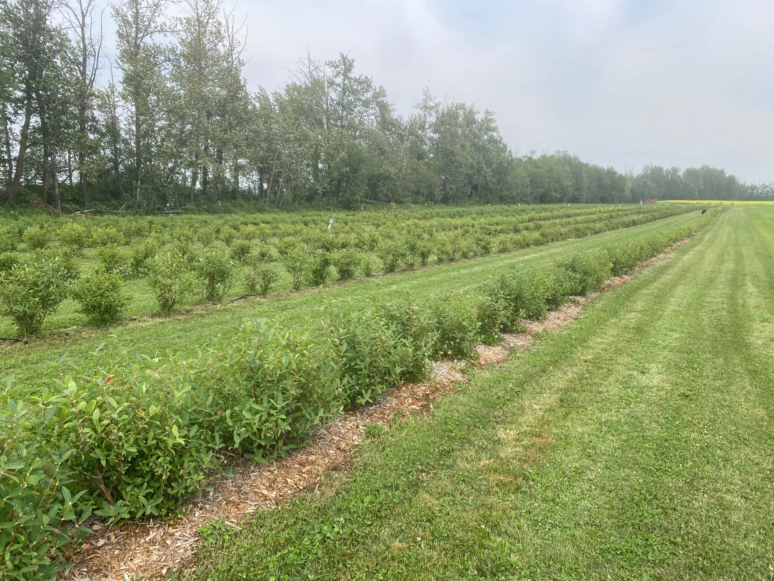 Haskap Berry
U Pick
Edmonton