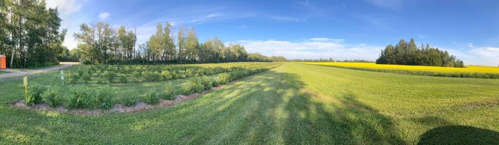 Haskap Berry
U Pick
Edmonton